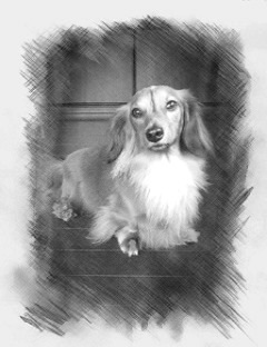 お客様の愛犬の写真